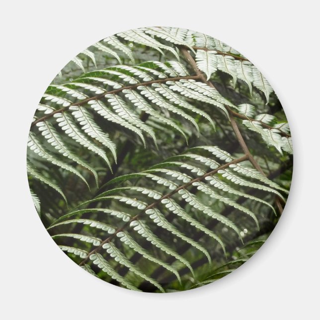 Fern Fronts II Mörk grönt natur Magnet (Framsidan)