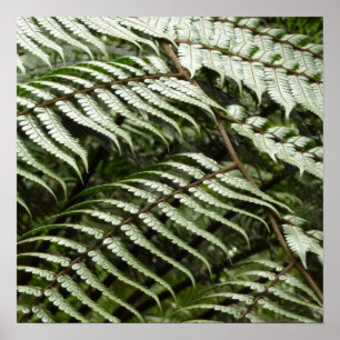 Fern Fronts II Mörk grönt natur Poster
