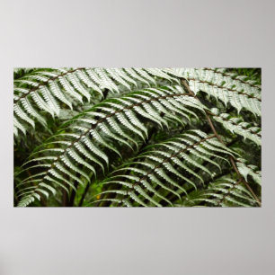 Fern Fronts II Mörk grönt natur Poster