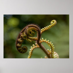Fern Fronts Poster