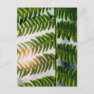 fern golly vykort