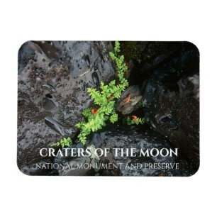 Fern Growing i Lava, Craters of the Måne, Idaho Magnet