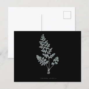 Fern - Gymnogramma Leptophylla - röntgeneffekt - 0 Vykort