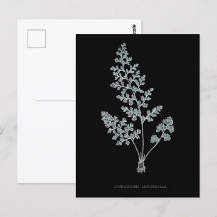 Fern - Gymnogramma Leptophylla - röntgeneffekt - 0 Vykort