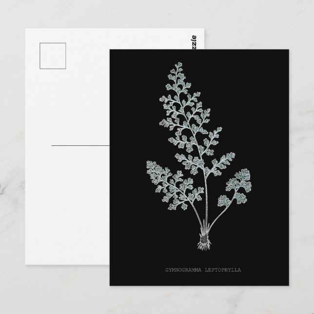 Fern - Gymnogramma Leptophylla - röntgeneffekt - 0 Vykort (Fram/baksida)