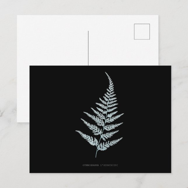 Fern - Gymnogramma L'herminieri. Röntgeneffekt - 0 Vykort (Fram/baksida)