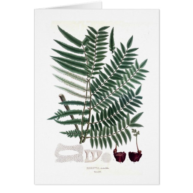 Fern Hälsningskort (Framsidan)