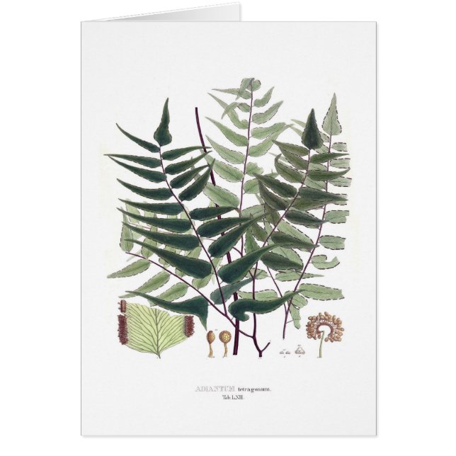 Fern Hälsningskort (Framsidan)