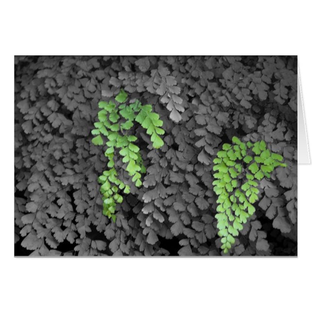 Fern Hälsningskort (Framsidan Horizontal)