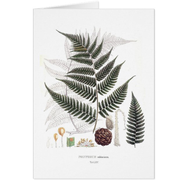 Fern Hälsningskort (Framsidan)