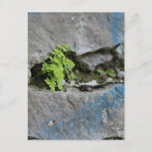 Fern i Boulder Blue Graffiti Postcard Vykort