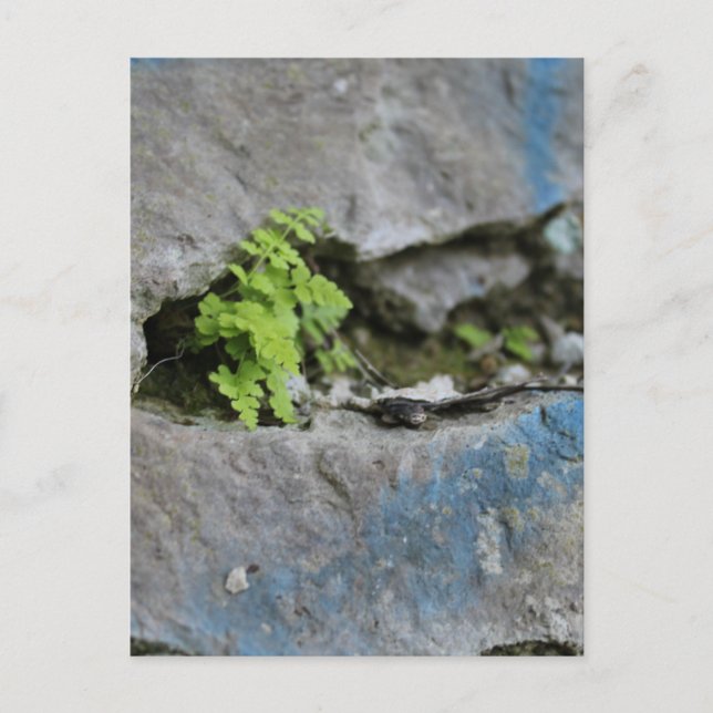 Fern i Boulder Blue Graffiti Postcard Vykort (Framsida)