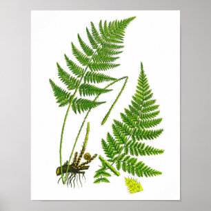 Fern inget dekortryck för 10 hem poster