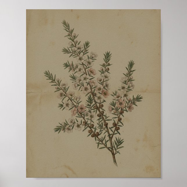 Fern Lichen Stone I Vintage Måleri Poster (Framsidan)