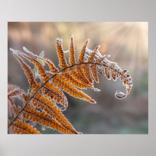 Fern Löv med Isig Frost i Kallets vinternatur - Poster