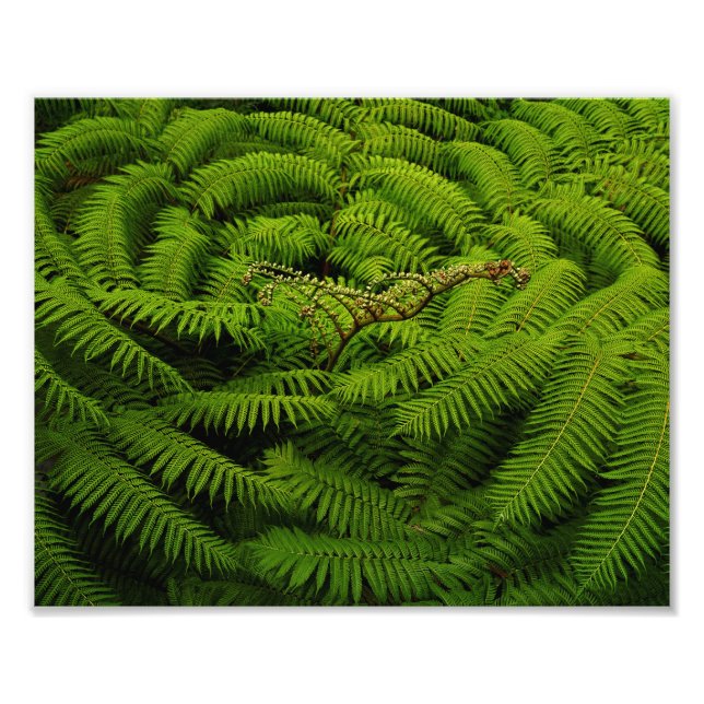 Fern Löv Porträtt Fototryck (Framsidan)
