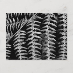 Fern Löv - vykort för svartvit foto