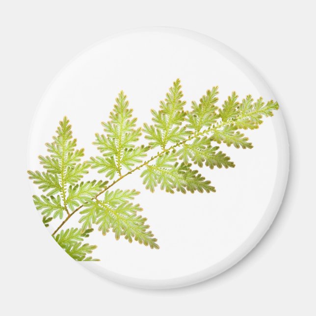 Fern lövs magnet (Framsidan)