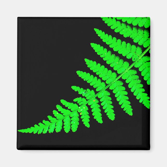 Fern Magnet (Framsidan)