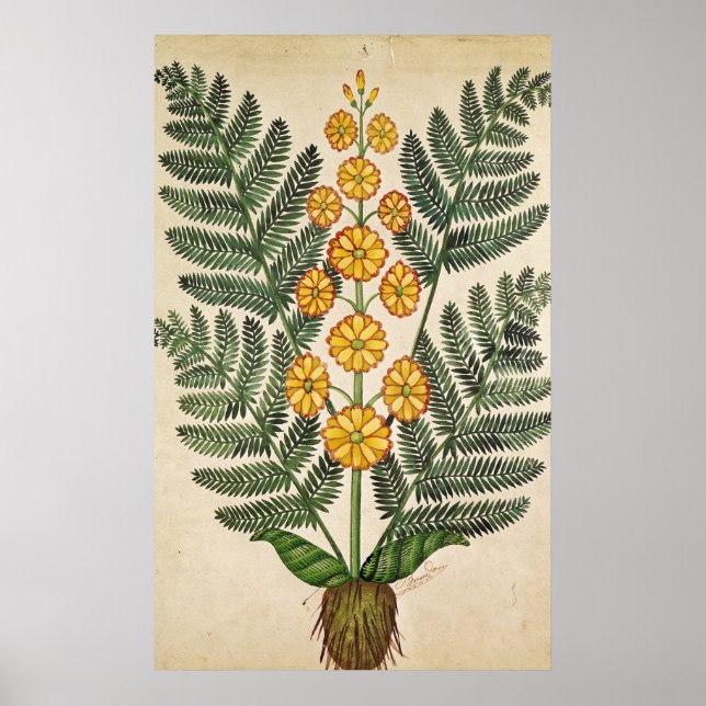 Fern med gula blommor poster (Framsidan)