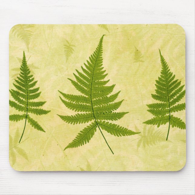 Fern Musmatta (Framsidan)