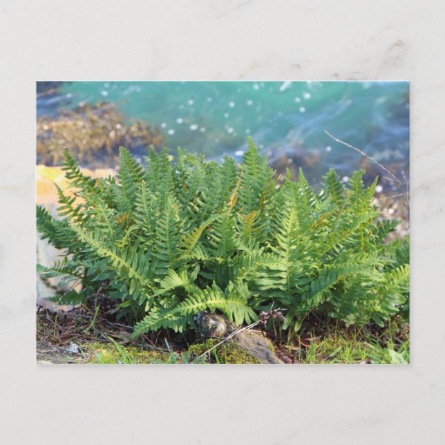 Fern nära havet vykort (Framsida)