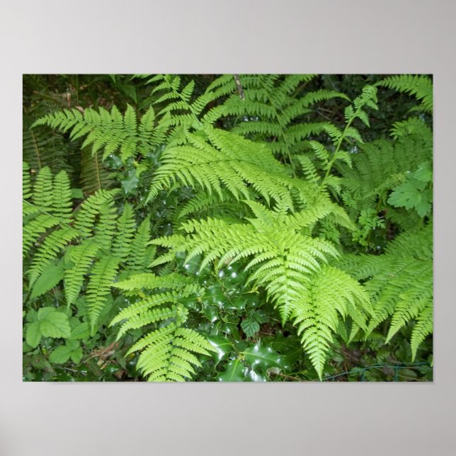 Fern och holly poster (Framsidan)