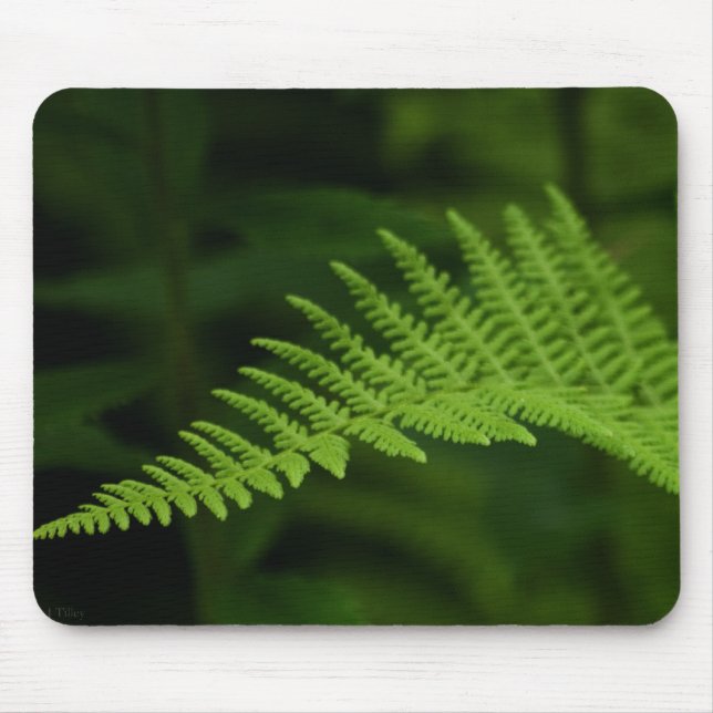 Fern P6597 Mousepad Musmatta (Framsidan)