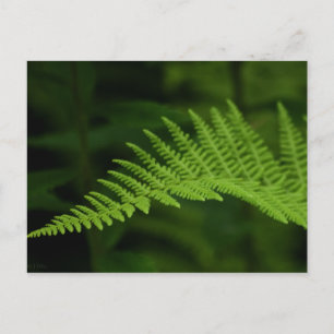 Fern P6597-vykort Vykort