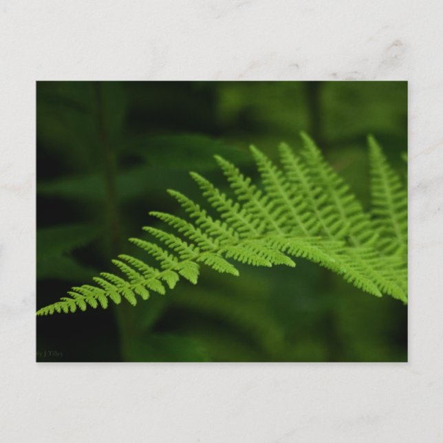 Fern P6597-vykort Vykort (Framsida)