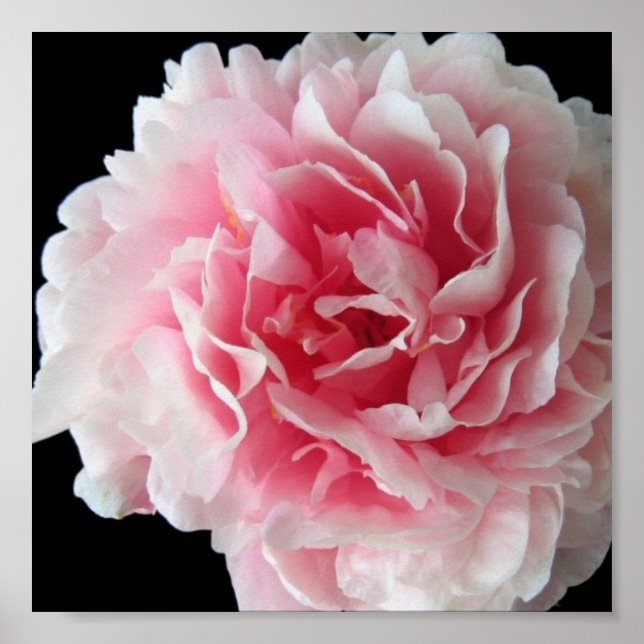 Fern Peony Poster Skriv ut (Framsidan)