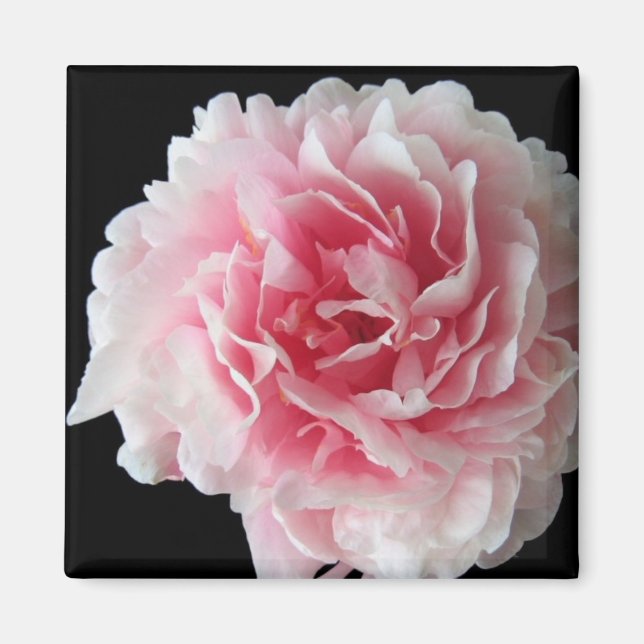 Fern Peony Square Magnet (Framsidan)