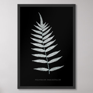 Fern - Polypodyum Fraxinifolium - röntgeneffekt - Fototryck