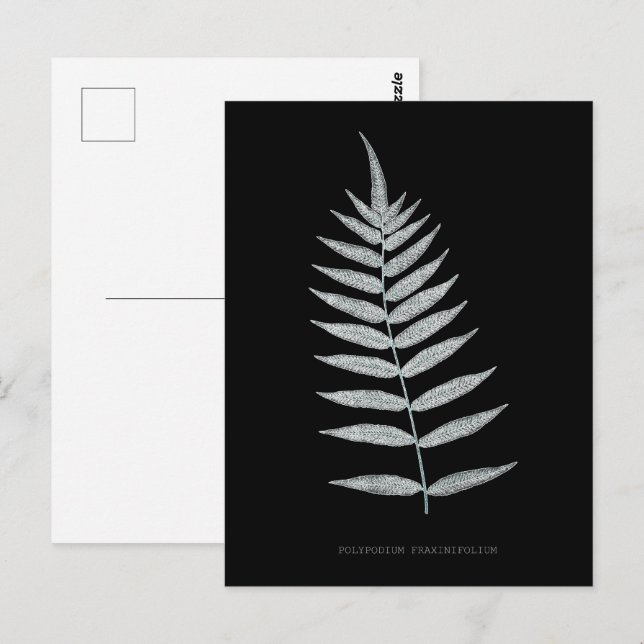 Fern - Polypodyum Fraxinifolium - röntgeneffekt -  Vykort (Fram/baksida)