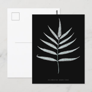 Fern - Polypodyum Grandidens - röntgeneffekt - 10 Vykort