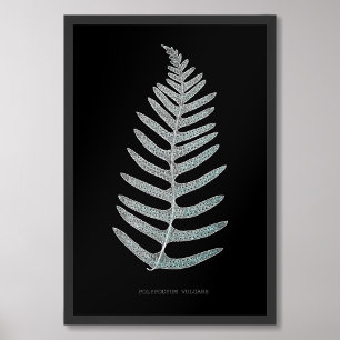 Fern - Polypodyum Vulgare - röntgeneffekt - 09 Fototryck