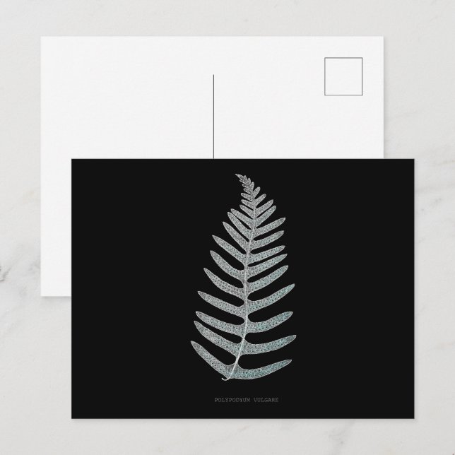Fern - Polypodyum Vulgare - röntgeneffekt - 09 Vykort (Fram/baksida)