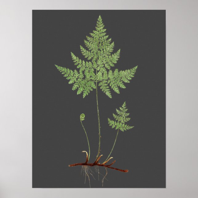 Fern. Poster (Framsidan)