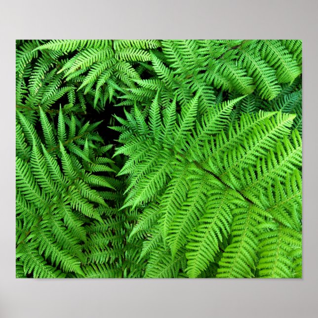Fern Poster (Framsidan)