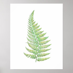 Fern Poster