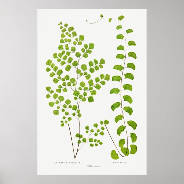 Fern Poster (Framsidan)