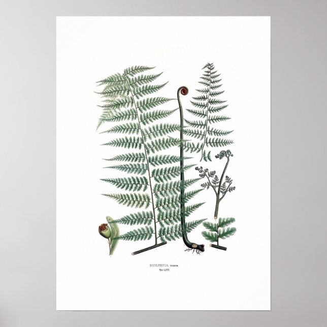 Fern Poster (Framsidan)