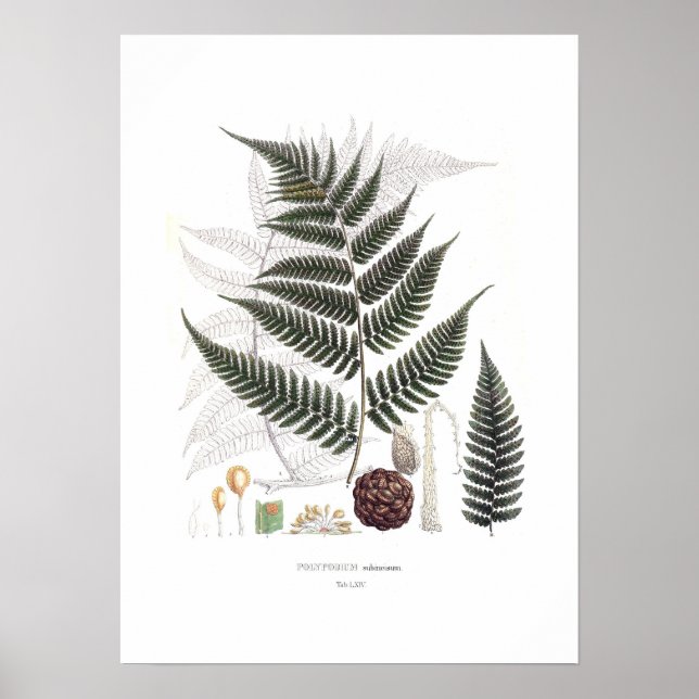 Fern Poster (Framsidan)