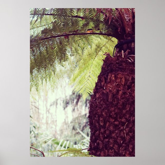 Fern Rainforest Poster (Framsidan)