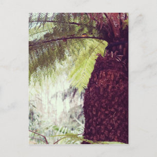 Fern Rainforest Vykort