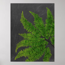 Fern Sign w/ Chalkboard Background no 5