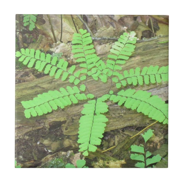 Fern Tile Kakelplatta (Framsidan)