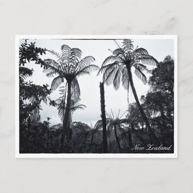 Fern Träd Forest, Natur, Nya Zeeland  Vykort (Framsida)