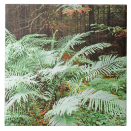Fern Tropical Grönt Lövs Plant Woodland Foliage Kakelplatta