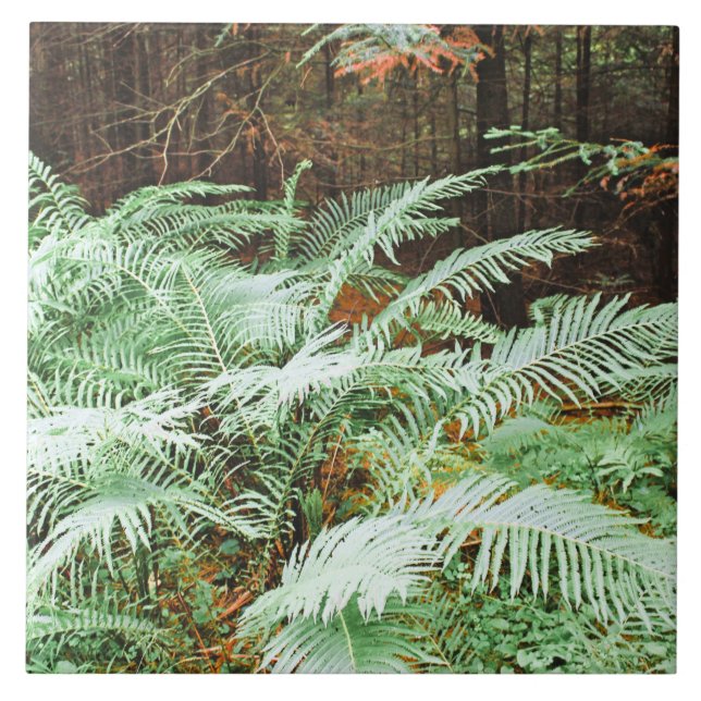 Fern Tropical Grönt Lövs Plant Woodland Foliage Kakelplatta (Framsidan)
